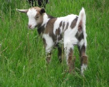 Flevo Hill Acres Lilly Anna